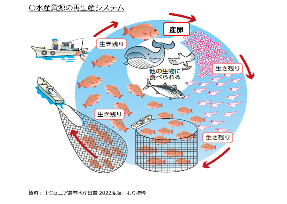 なぜ魚食はサステナなの？資料
